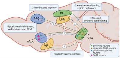 Anatomy and Function of Ventral Tegmental Area Glutamate Neurons